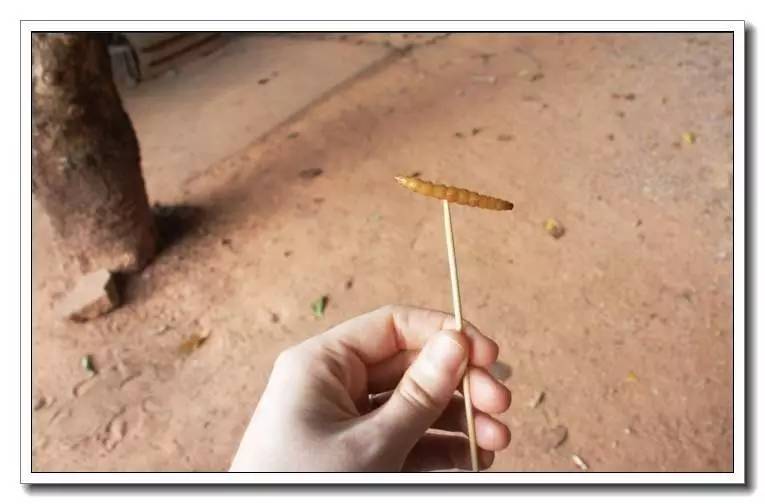 面包虫活饵购买网站,面包虫活饵盒装