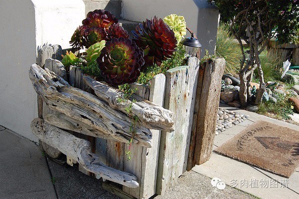 韩国精美多肉,欧美风多肉