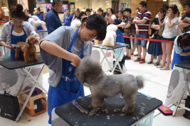 “源食”第五届中国宠物造型达人秀——哈尔滨赛区报道