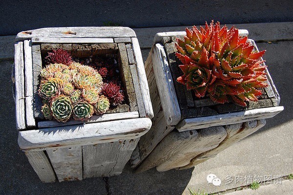 韩国精美多肉,欧美风多肉