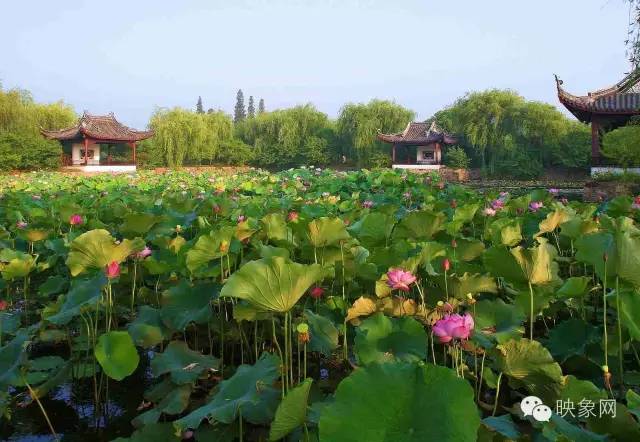 河南赏荷花旅游好去处,河南最美荷花是哪里的景点