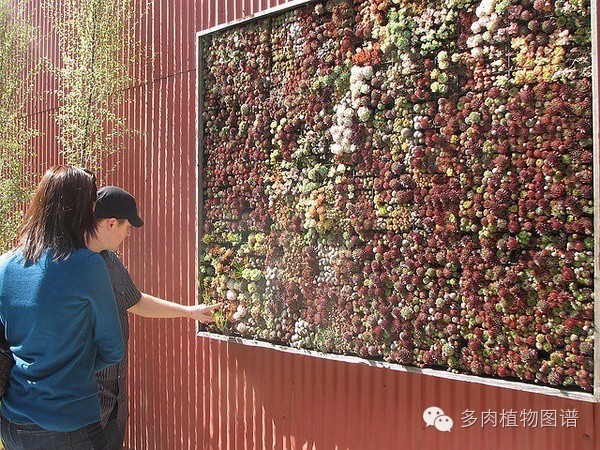 韩国精美多肉,欧美风多肉