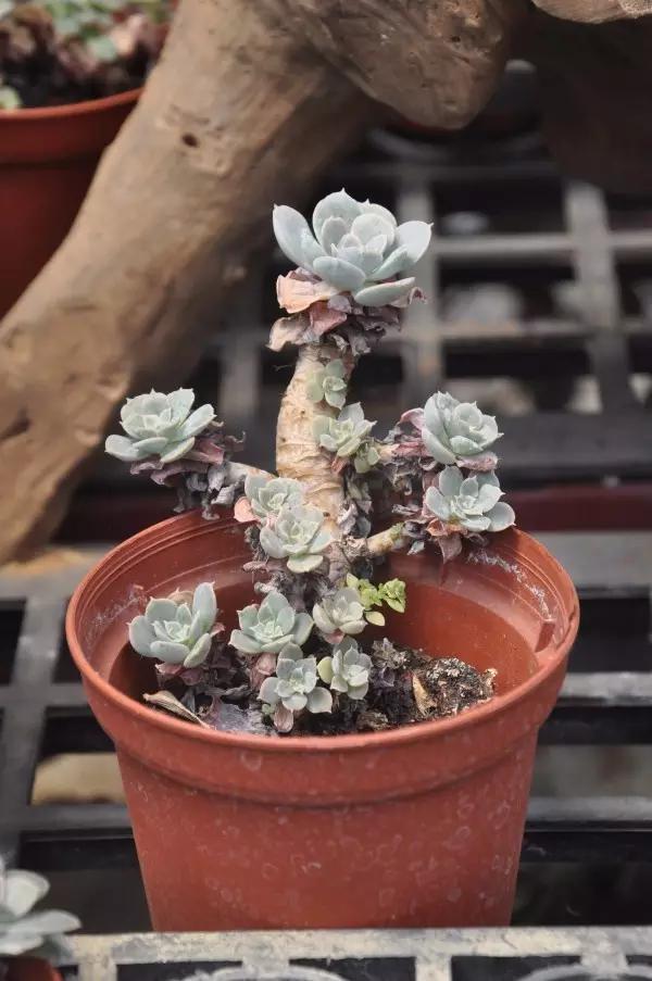 多肉长残了怎么补救,荔湾区多肉