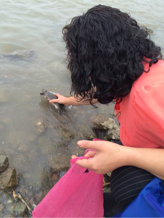 江边抓到一群乌龟,在河里抓的超大的巴西龟