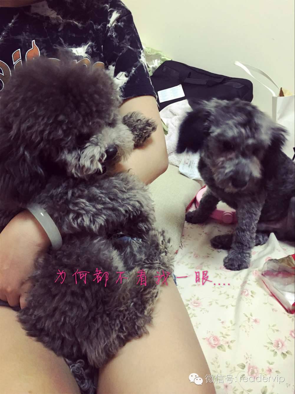 教做狗粮,最安全最健康的狗粮制作方法