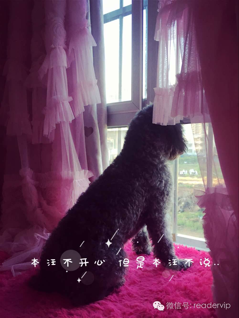 教做狗粮,最安全最健康的狗粮制作方法