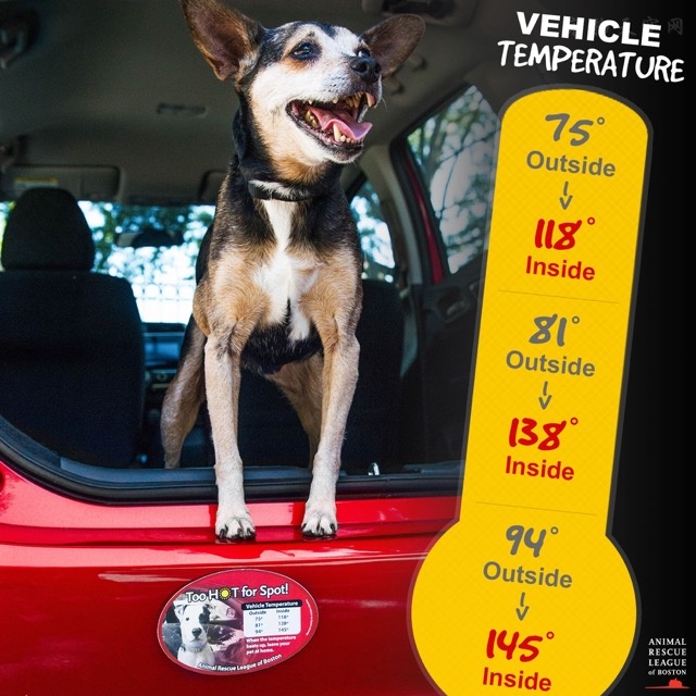 狗狗容易被忽略的病,狗狗到了夏天中暑一直喝水怎么办