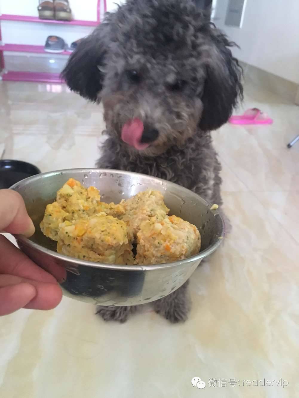 教做狗粮,最安全最健康的狗粮制作方法