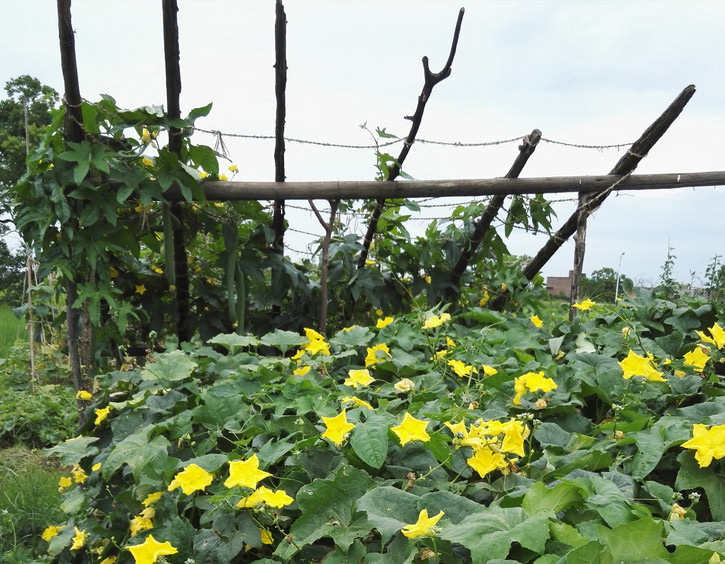 现在在农村做什么最合适,农村人在城里适合做什么