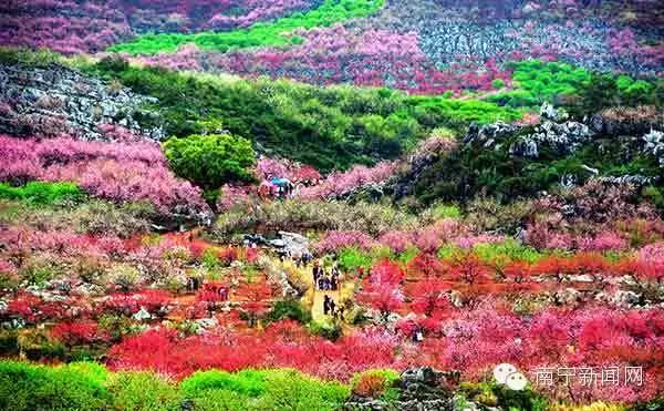 南宁漫山遍野的格桑花盛开,南宁最美小众花海
