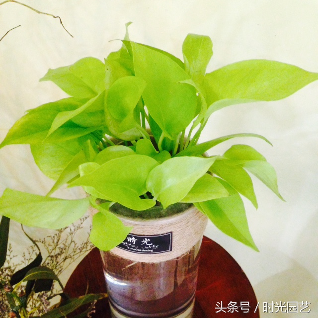 水培绿萝的自然笔记,水培绿萝和水培吊兰