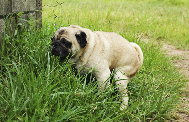狗狗拉肚子吃什么药见效,家里狗狗拉的屎太臭了怎么办