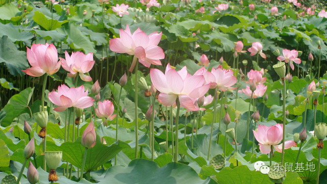 莲花很美,莲花应该怎么吃