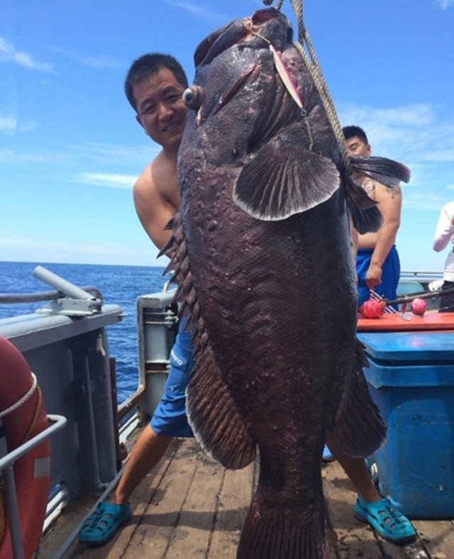 国外海钓巨物视频大全,去海钓路亚