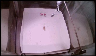 鸭子抽象思维,鸭子似乎是一种很傻的动物吗