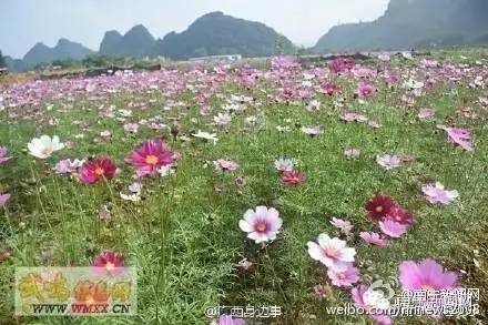 南宁漫山遍野的格桑花盛开,南宁最美小众花海