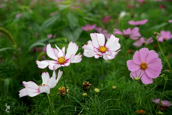 行走红石沟，入眼皆是画
