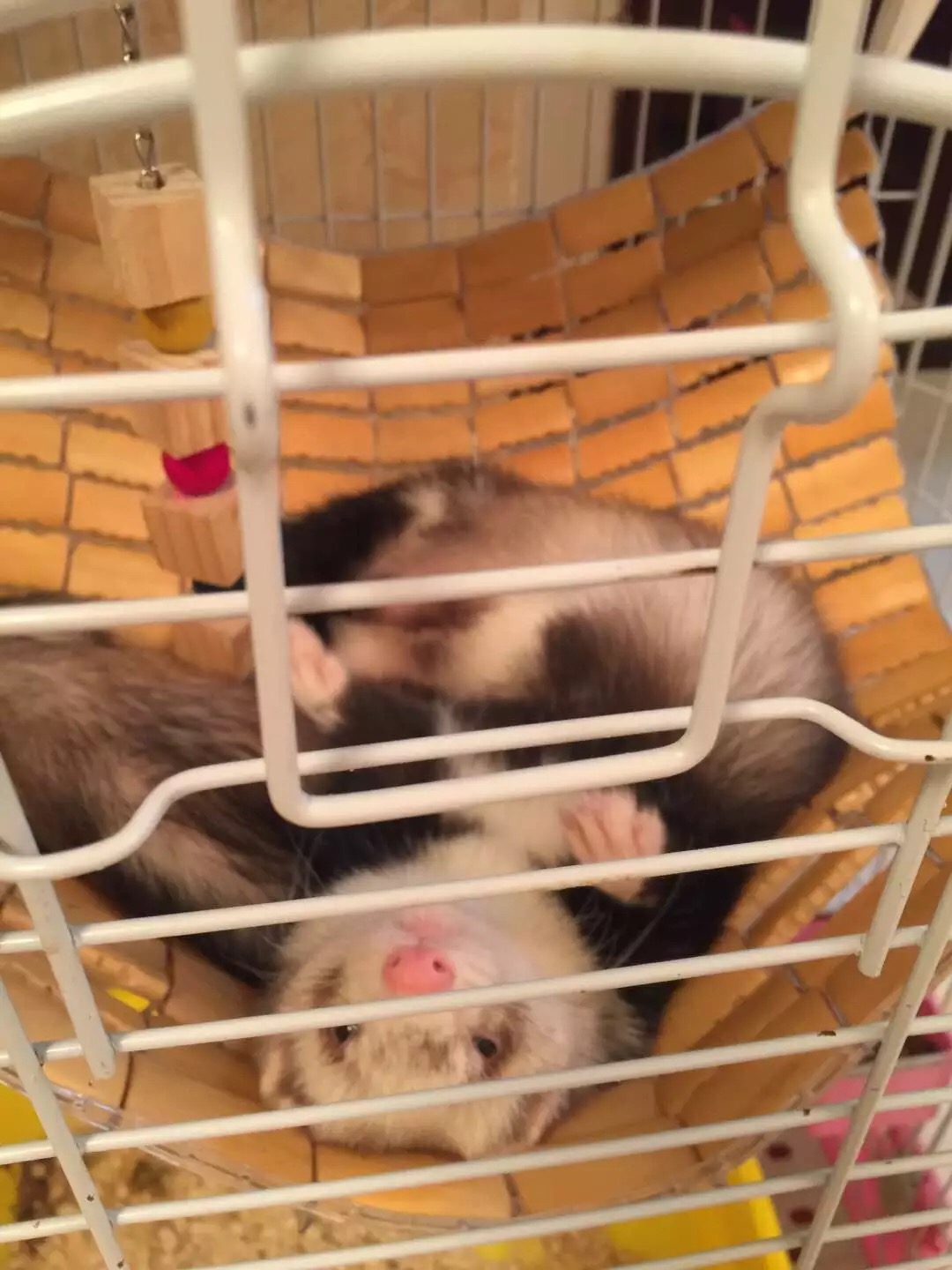 萌萌的安格鲁貂，连小哈士奇都这么喜欢它