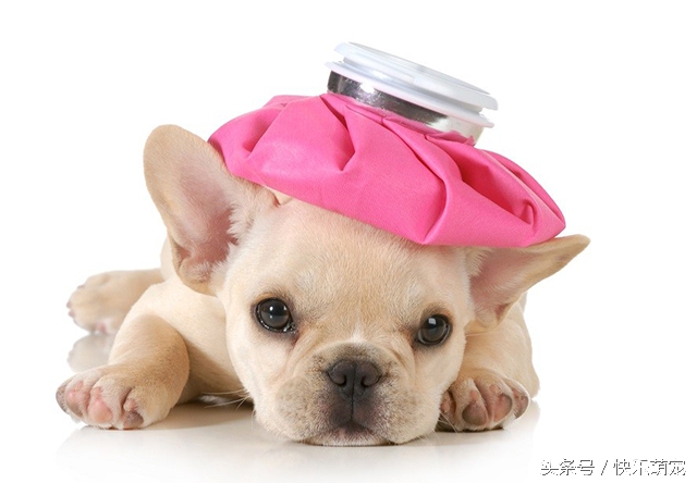 奶狗腹泻,小奶狗腹泻