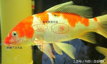 新买的锦鲤尾鳍充血了什么情况,锦鲤换水过多导致锦鲤全身充血