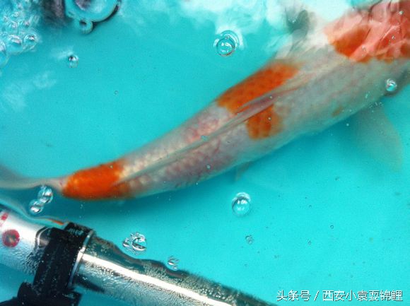 新买的锦鲤尾鳍充血了什么情况,锦鲤换水过多导致锦鲤全身充血