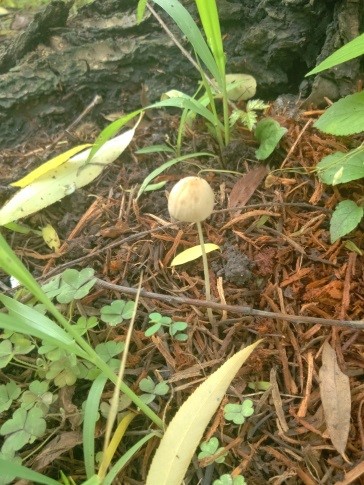 常见的小蘑菇有哪些,常见小蘑菇