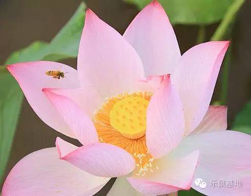 莲花很美,莲花应该怎么吃