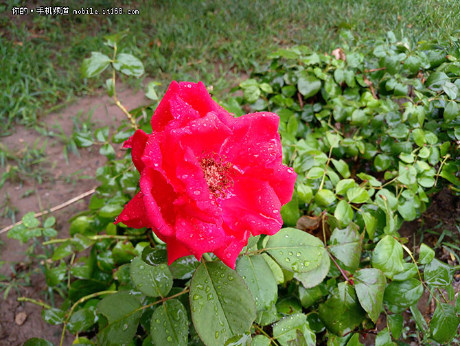 魅族MX6测评,魅族mx6最新测评