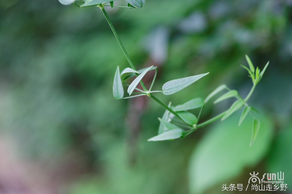 它是地之血，却还能止血，并且是历史悠久的植物染料！
