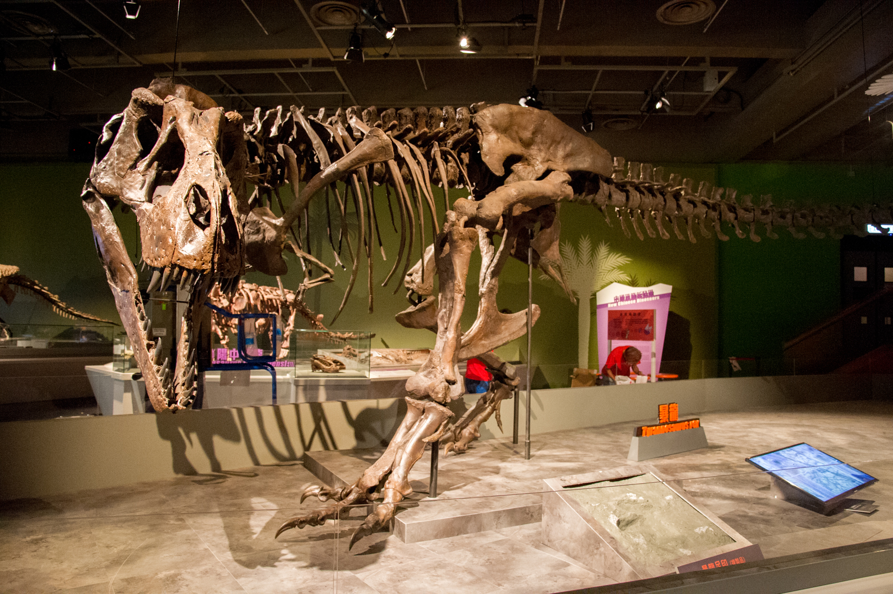 一锤子打断暴龙腿的中生代的“坦克”——甲龙