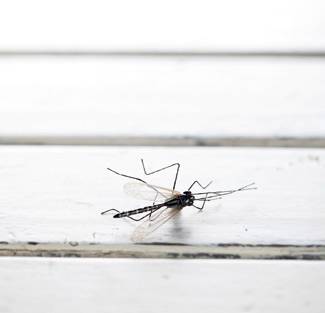 有什么可以制成驱蚊膏,关于蚊子的秘方