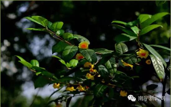 南宁漫山遍野的格桑花盛开,南宁最美小众花海