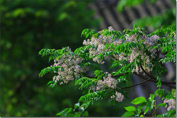 构树皮怎样治皮肤病,构树皮怎么用治皮肤病