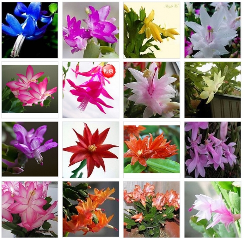 6种方法教你快速识别淘宝假花店(养花者必看)