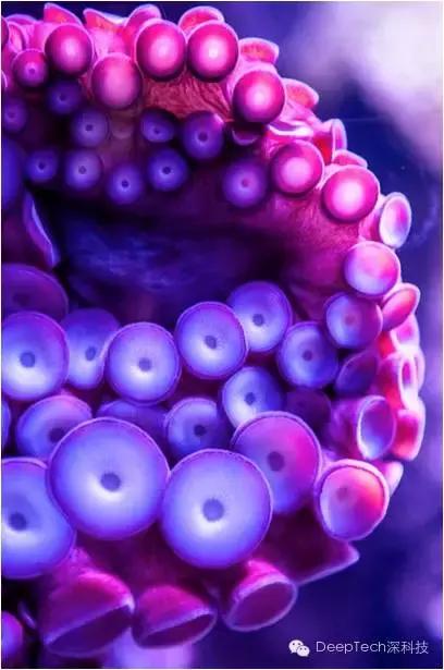 将iPhone拉伸5倍的全新科技，章鱼哥来帮你实现！