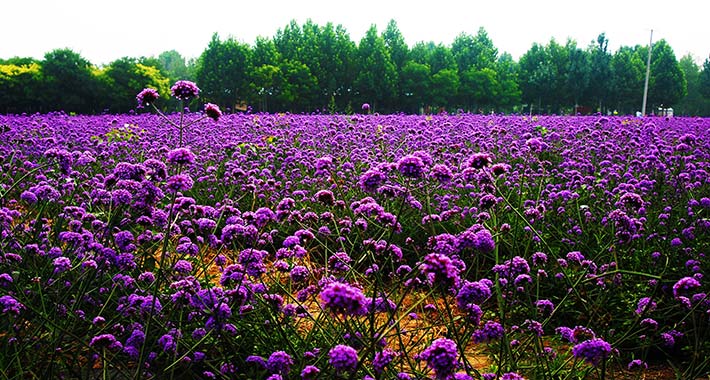 北京薰衣草庄园人间花海,京津冀薰衣草基地