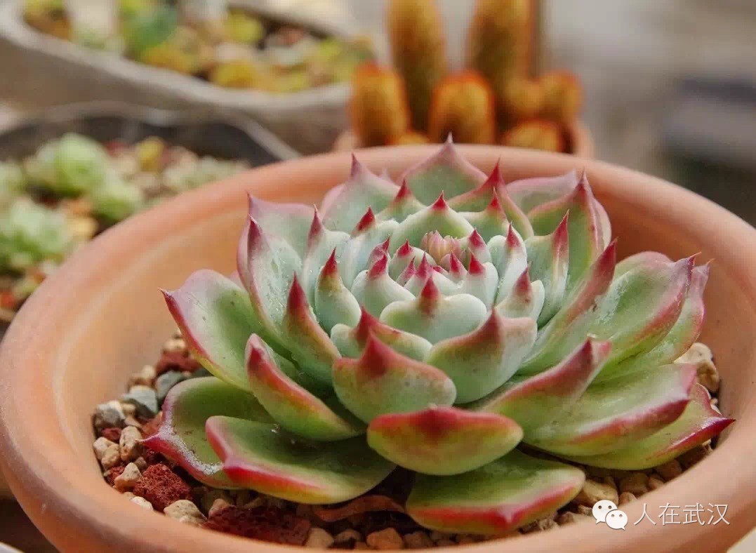 在武汉租房哪个便宜靠谱,武汉租房是什么感觉