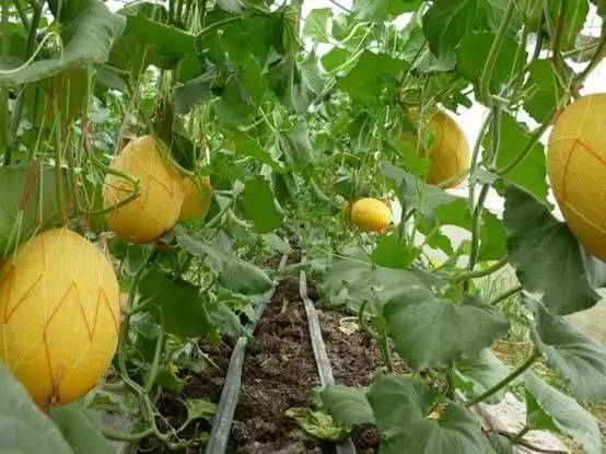 南宁周边农家乐哪里便宜又有果摘,南宁可以摘果的农家乐