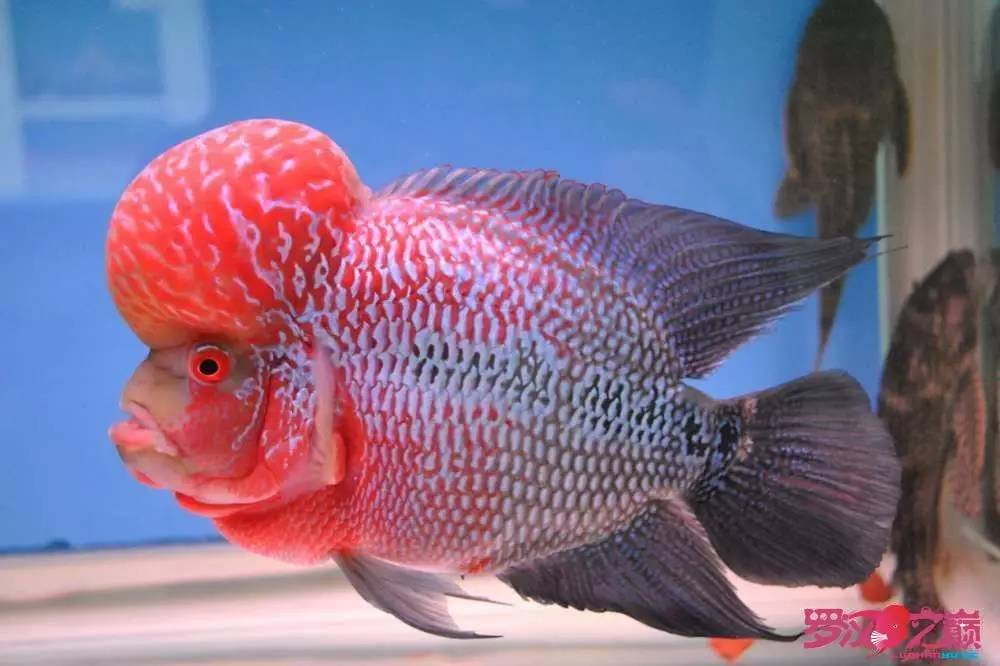 罗汉鱼烧尾用什么药好,罗汉鱼烧尾恢复过程