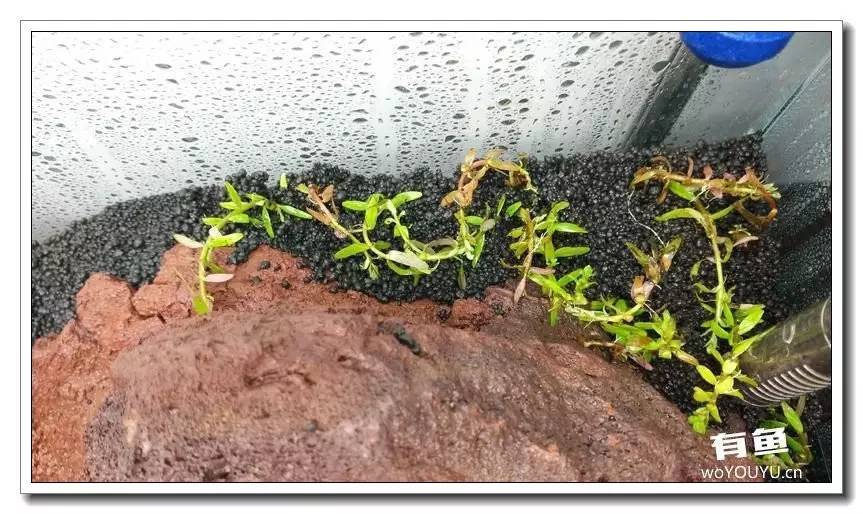 新手小白原生缸开缸教程,鱼缸怎么用高锰酸钾开缸详细教程