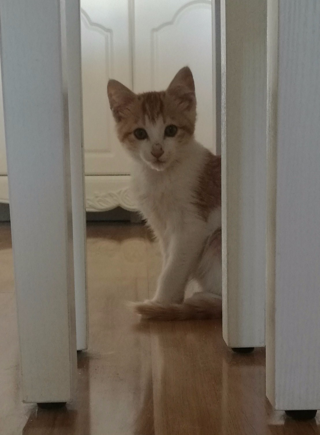 铲屎官血泪控诉，五大行为问题你家宠物有吗？