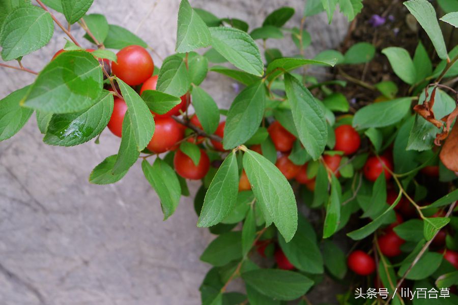 赛樱桃，像李子，摘到了小时候吃的野果儿