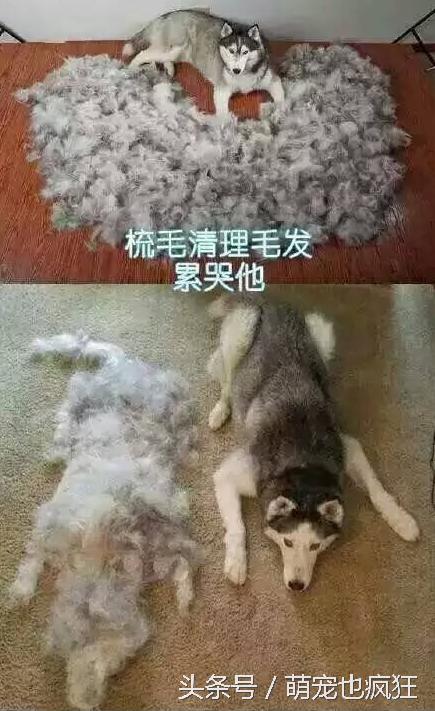 蠢狗哈士奇,养一只蠢萌的哈士奇是怎样的体验