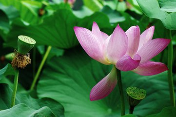 石柱县第二届荷花仙子评选开始啦5000元大奖等你来拿