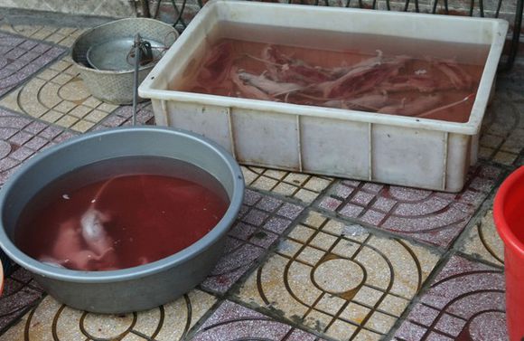 在广州老鼠肉会是一种佳肴,别恶心这只是一种文化!