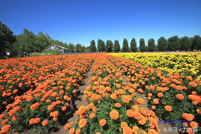 日本北海道最美丽的景点,北海道暑假旅游攻略大全