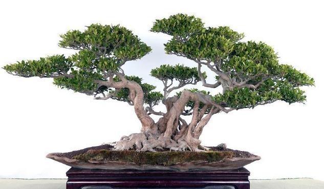 养花种树的知识,榕树怎么养根更好看