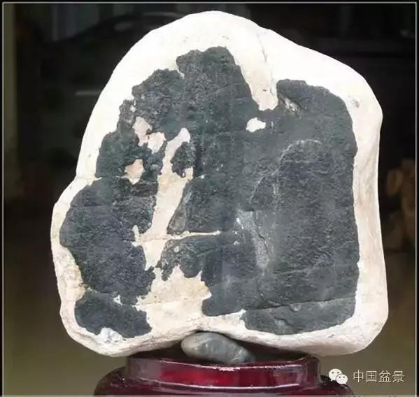 养盆景有灵性吗,养松树盆景的乐趣