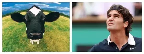 网络十二生肖搞笑,足球运动员十二生肖