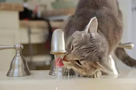 如何判定是优秀狗狗铲屎官,什么级别的铲屎官